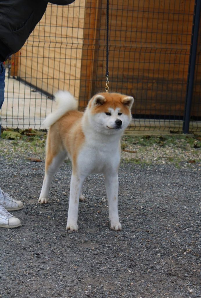 Mayumi go fuji san kensha